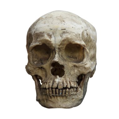 İnsan kafatası ve kırpma yolu önden görünümü.