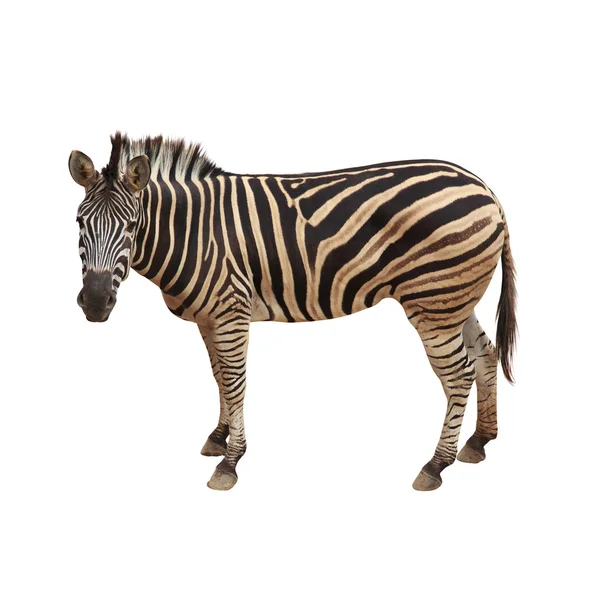 Zebra isoliert auf weißem Pfad. — Stockfoto