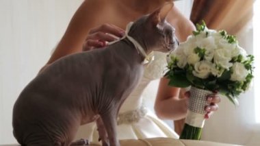 Gelin düğün gününde sevgili onu kedi ile. Favori benim kedi düğün gününde. Düğün gününde tek arkadaşım veda.