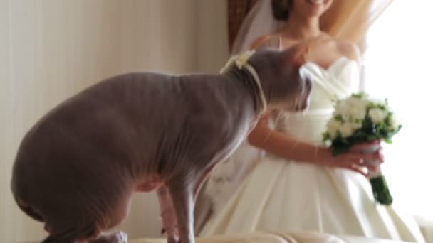 Bride with her beloved cat on your wedding day. My favorite cat on the wedding day. Farewell to the only friend on your wedding day. — Stock Video