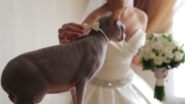 Mariée avec son chat bien-aimé le jour de votre mariage. Mon chat préféré le jour du mariage. Adieu au seul ami le jour de votre mariage . — Video