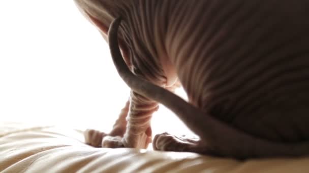 Mi amiga favorita de la novia. La esfinge de gato de taquigrafía en vacaciones. Gato de boda festivo . — Vídeos de Stock