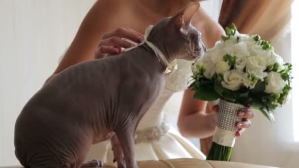 Bride with her beloved cat on your wedding day. My favorite cat on the wedding day. Farewell to the only friend on your wedding day. — Stock Video