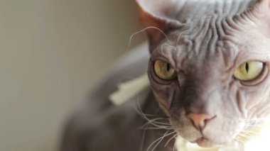 Favori kedi arkadaşım gelinin. Stenografi kedi Sfenks bir tatil. Festival düğün kedi.