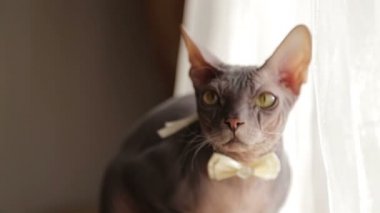 Favori kedi arkadaşım gelinin. Stenografi kedi Sfenks bir tatil. Festival düğün kedi.