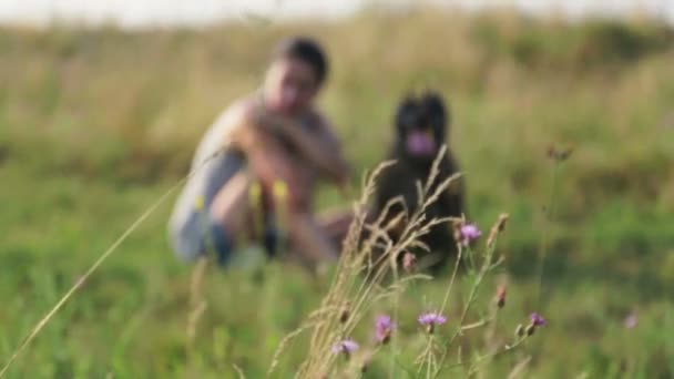 Молода жінка з собакою на природі. Дівчина гуляє з тер'єром у полі. Прогулянка з собакою в сільській місцевості . — стокове відео