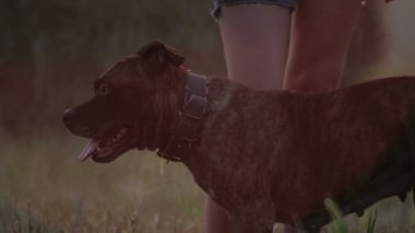 Genç kadın ile köpek doğada. Kız a korkunç bir alanda yürüyüş.