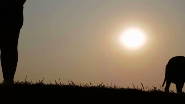 Silhouette d'une jeune fille avec un chien dans la crèche. Femme avec terrier dans un champ au coucher du soleil . — Video