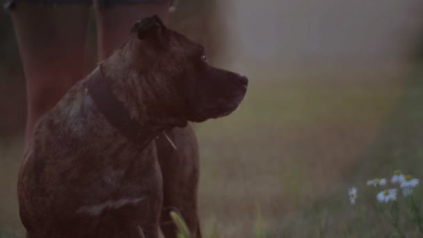 Jovem com cão na natureza. Menina andando um terrier em um campo . — Vídeo de Stock