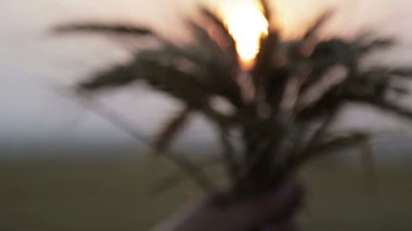 Eller buğday spikelets ile. Batan güneşin kulaklarında arpa ile el.