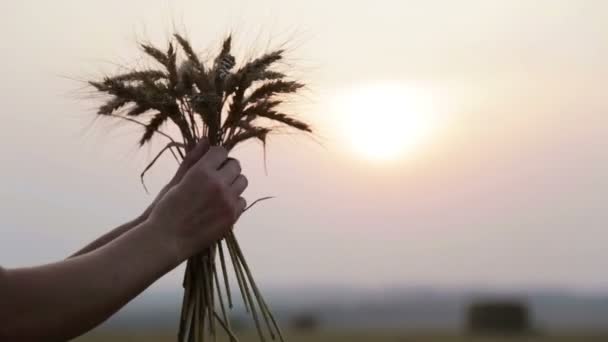 Mãos femininas com espiguetas de trigo. Mãos com orelhas de cevada no pôr do sol . — Vídeo de Stock