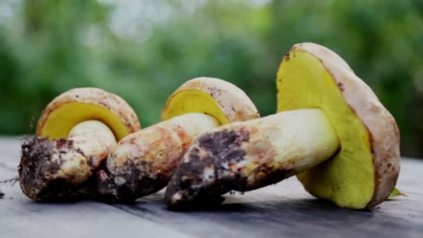 Composition Partir Champignons Blancs Nobles — Video