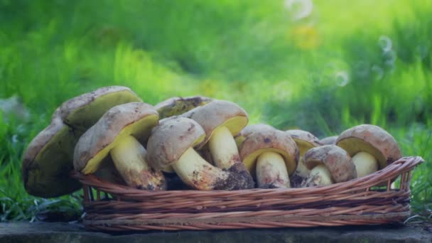 Composition Partir Champignons Blancs Nobles — Video