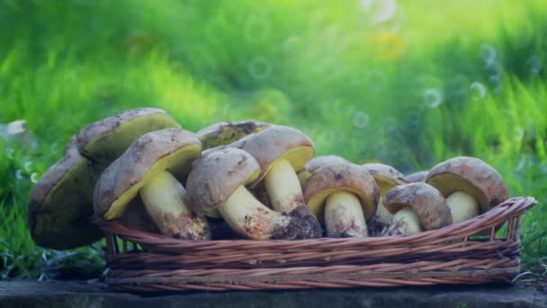 Composition Partir Champignons Blancs Nobles — Video