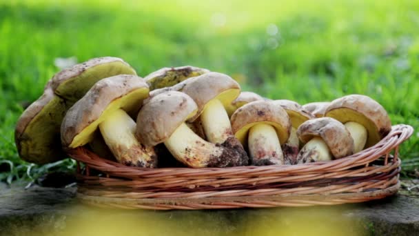 Samenstelling Uit Witte Edele Paddenstoelen — Stockvideo