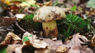 Vahşi ormanda soylu mantarlar. 