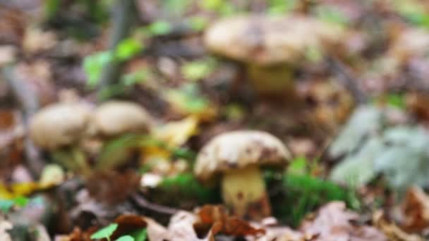 Funghi Nobili Nella Foresta Selvaggia — Video Stock