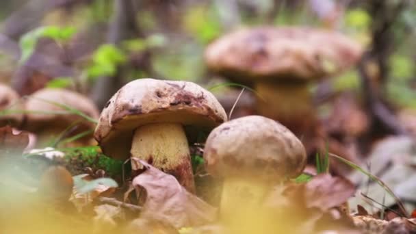 Ciuperci Nobile Pădurea Sălbatică — Videoclip de stoc
