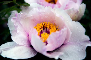 Güzel bir ağaç şakayığı çiçeği. 