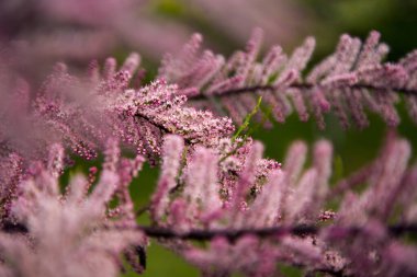 Parkta tamariklerin bahar çiçekleri. 