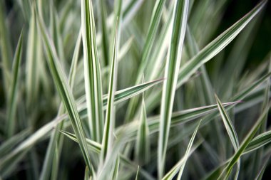Bahçedeki tahıllar ve manzara tasarımı.