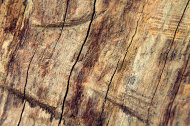 Eski ahşap dokusu, tahtalar. 