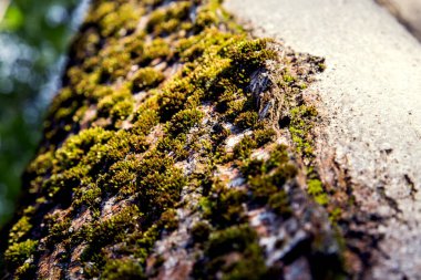 Yaşlı bir ağacın gövdesinde yosun. 