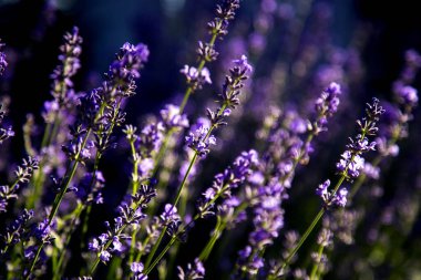 Manzara tasarımında lavanta çiçekleri. 