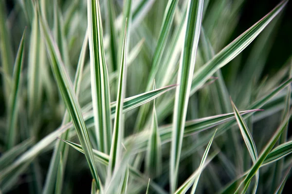 Cereais Jardim Paisagismo — Fotografia de Stock