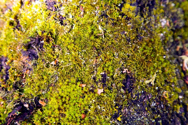 Moss Kmeni Starého Stromu — Stock fotografie