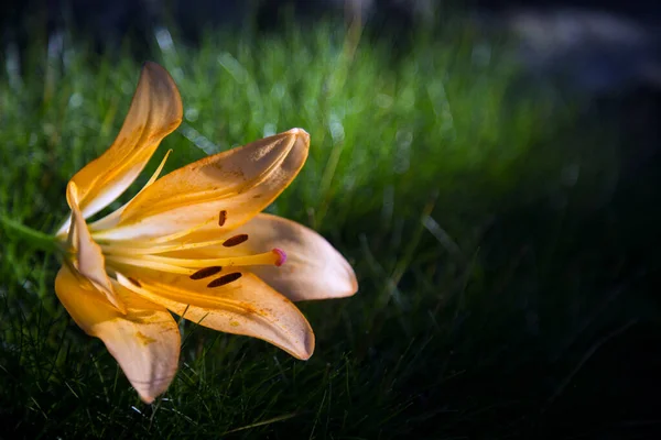 Orange Lily Background Green Grass — Stock Photo, Image