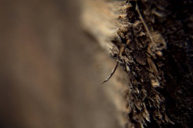 Eski ahşap dokusu, tahtalar.