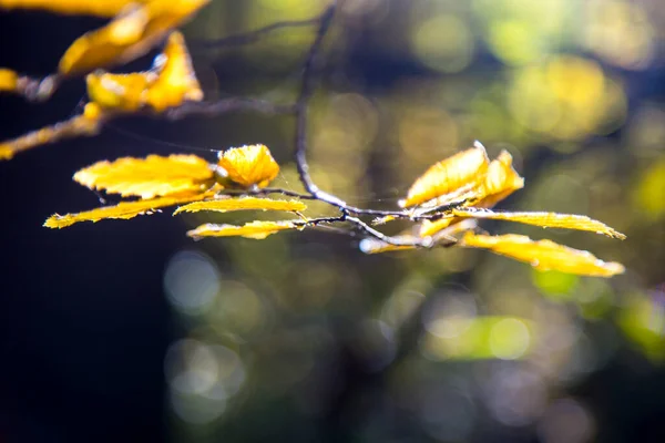 Hoja Amarilla Otoño Bosque Del Parque — Foto de Stock