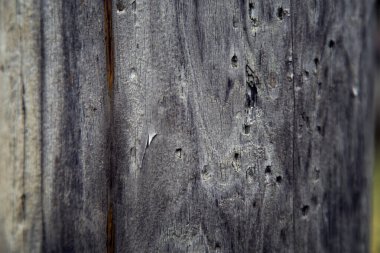 Ormandaki yaşlı kuru bir ağacın gövdesi.. 