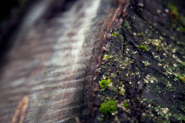 Eski ahşap dokusu, tahtalar. 