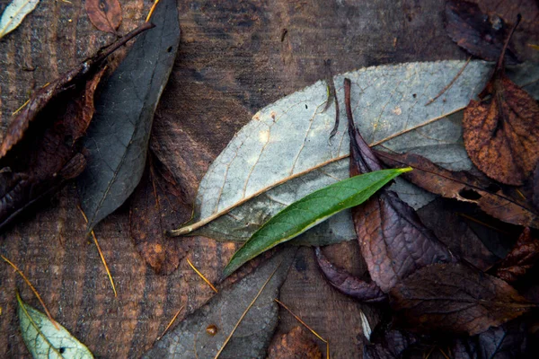 Trockenes Laub Von Bäumen Herbst Auf Dem Boden — Stockfoto