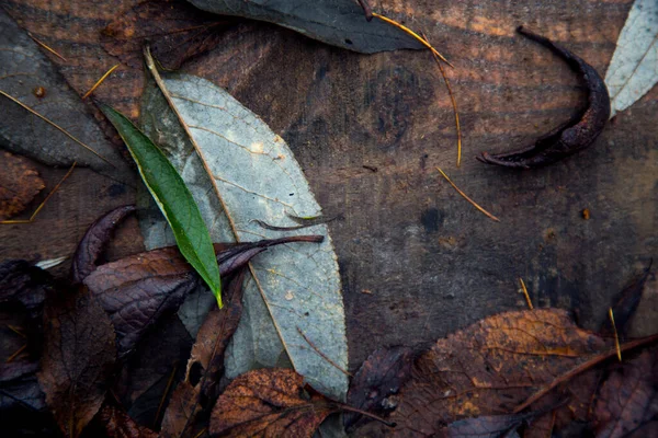 Trockenes Laub Von Bäumen Herbst Auf Dem Boden — Stockfoto