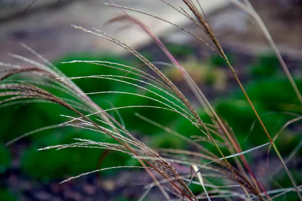 Feldgrassamen Auf Einer Wiese Sonnenuntergang — Stockfoto