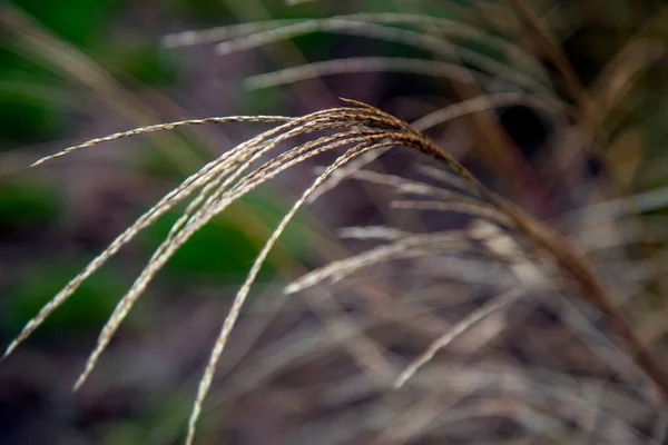 Field Grass Seeds Meadow Sunset Light — Stock Photo, Image