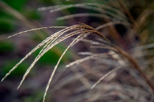 Campo Semillas Hierba Prado Luz Del Atardecer — Foto de Stock