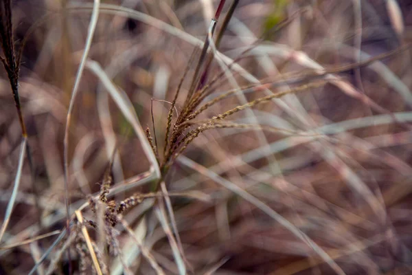 Graines Herbe Des Champs Dans Une Prairie Lumière Coucher Soleil — Photo