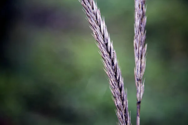 Graines Herbe Des Champs Dans Une Prairie Lumière Coucher Soleil — Photo