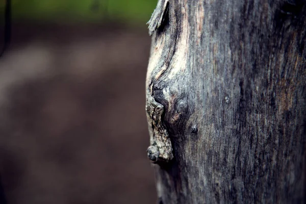 Kmen Starého Suchého Stromu Lese — Stock fotografie