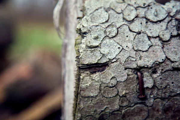 Textura Starého Dřeva Desky — Stock fotografie
