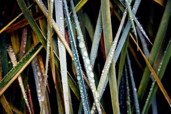 Herbe Ornementale Avec Gouttes Rosée Automne — Photo