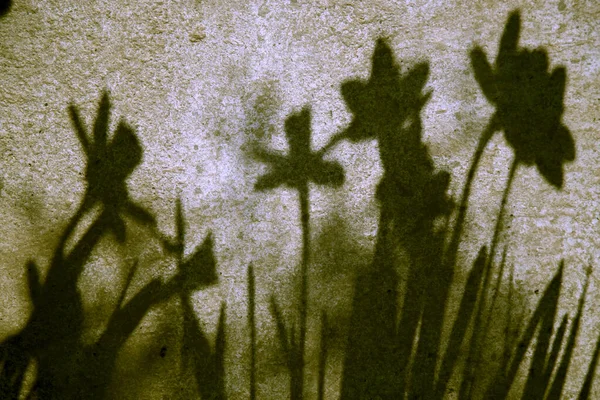 The shadow of a daffodil flower on the wall, on the pavement. 