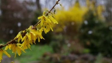 Blooming branch of forsythia bush in snowfall. 