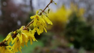 Blooming branch of forsythia bush in snowfall. 