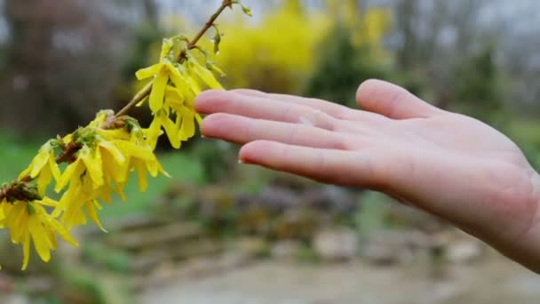 Женская Рука Трогает Цветущую Весной Ветвь Форсиции Падающим Снегом — стоковое видео