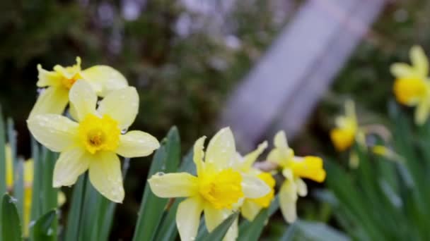 Blooming Daffodil Snow Spring — Vídeos de Stock